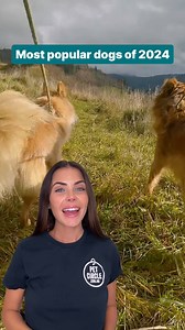 We've pulled the data and these are the 5 most popular dogs of 2024! 🐶 🌟 #dogs #dogbreeds #populardog #dogowners #doglovers | Pet Circle