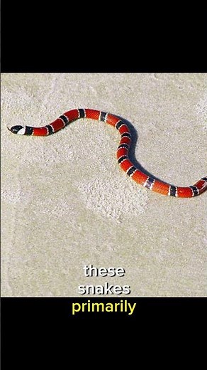 Colorful Killers: Arizona Coral Snakes🐍