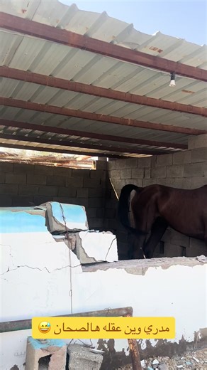 ‏مفاجأة المربط🥹#مربط_الاسياف_البكيرية #اكسبلور