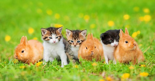 Comment faire cohabiter un chat et un lapin ?