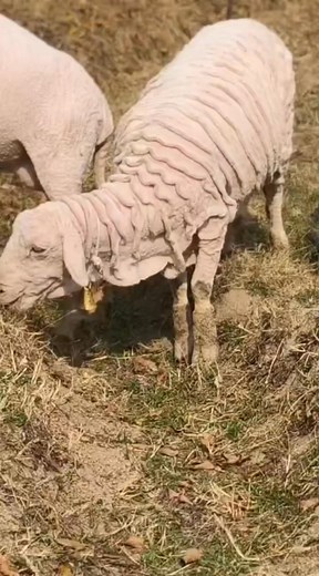 #mer #inowool #Merinosheeofarming #wrinkledmerino #sheeplover | Modern Sheep Farming