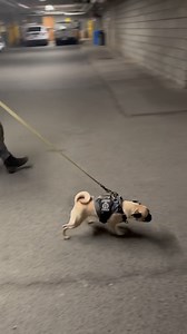 12M views · 48K reactions | It is with great pride that we introduce...