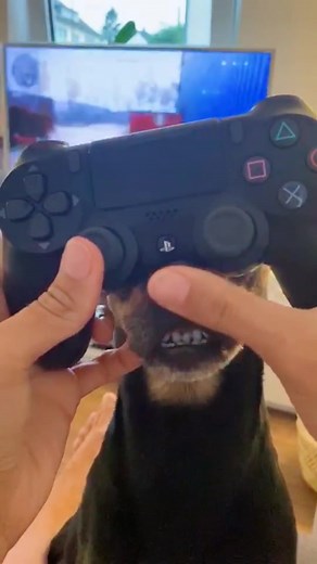 mother of dogs on TikTok