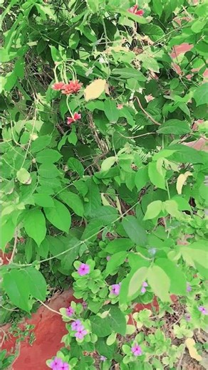 har kisi ke dil mai #hindisong #song #bollywood #ytshorts