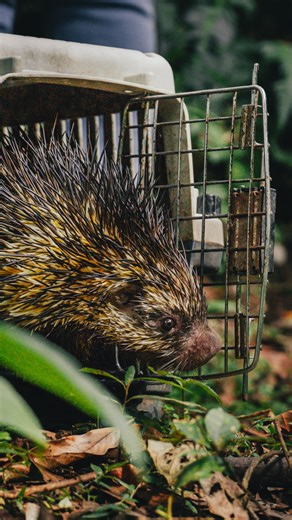 🦔 Bicolored-spined porcupine (Coendou bicolor) is a species capable of inhabiting areas close to urban environments, which increases its exposure to human-related threats. Thanks to a timely report from a local resident and coordinated action with the Regional Environmental Authority, this individual was assessed, treated, and successfully released into a safe natural area. If you encounter wildlife outside its natural habitat, do not intervene on your own. Contact the appropriate authorities. 
