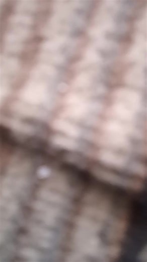 roff (@roff051)’s videos with son original - roff