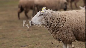 Woolly sheep, grassy pasture, sheep flock. Sheep with thick wool coat stands in grassy pasture, peacefully grazing alongside other members of its flock. Serene outdoor environment