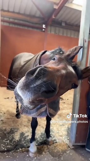 Funny Horse Live Wallpapers Photos #funnyhorse #funnyanimals #animalsoftiktok #horse #wallpaper #livephoto #livewallpaper #videowallpaper #phonewallpaper #bestwallpapers #newwallpaper #8k #4k