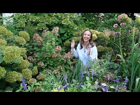 Panicle Hydrangeas for Every Garden!!! Hardy Hydrangea Tour & Talk😍💮🌸