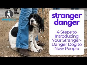 Stranger Danger: 4 Steps to Introducing Your Stranger-Danger Dog to New People