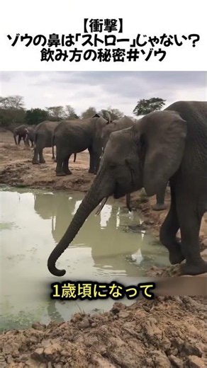 【衝撃】ゾウの鼻は「ストロー」じゃない？飲み方の秘密#ゾウ #動物の秘密 #雑学 #可愛い #子象 #自然 #豆知識