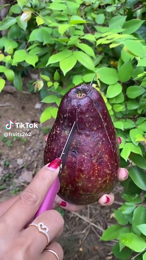 Giant Big Red Avocado Revealed