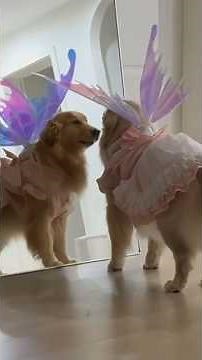 Cute Golden Retriever Playing & Walking 🐶 | Dog Moments #Shorts