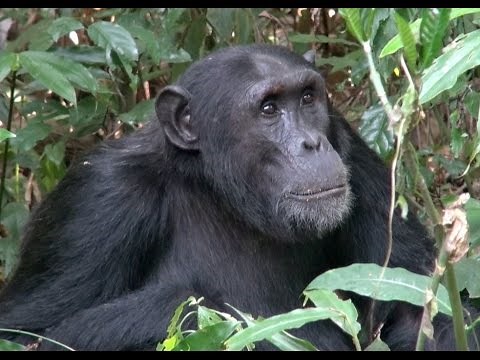 Chimpanzees of Kibale National Park - Uganda