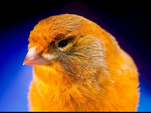 CANARY SINGING BEST VIDEO TO TRAINING CANARIES