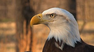 BALD EAGLES -- With their recognizable white head, adult bald eagles are exciting to see as they soar in the skies above. But do you know where the term "bald" comes from and what it means for these birds? Learn more in this short video. -- Kipp@MDC | Missouri Dept. of Conservation