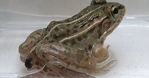 Swallowed alive by frogs, aquatic beetles pull off great escape: Japan study