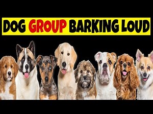 Group of Dogs Barking Sounds to Make your Dog Bark Crazy