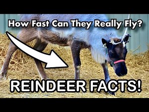 Reindeer! Fun Facts about these Incredible Land Animals!