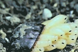 Did you know a #cockroach oothecae (egg case) contains up to 44 eggs? If you ever wonder how cockroaches are hatched, you're in for a treat ;) Learn how to get rid of them here: https://goo.gl/3rKnK9 #ProtectingPeopleEnhancingLives | Rentokil Pest Control Malaysia