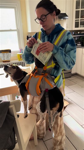 Literally along for the ride. #fyp #present #beagles #dog #christmas