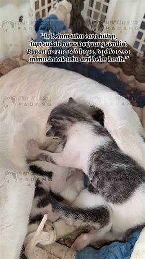 RESCUE BAYI KUCING #kucingterlantar #shortvideo #kitten #kucing