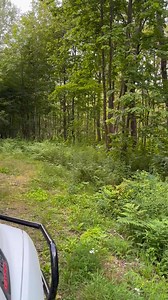 2.6K views · 85 reactions | Turned the hounds loose and they lit up...