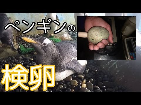 ペンギンの卵の検卵を行いました！ Penguin Egg Candling