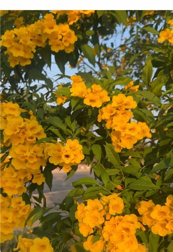 แฟนเพลงลานนา มะได้อกหักหนาาา 🥰💛🤍🩵 #เพลงเพราะ