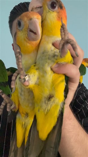 Sercan Pekdemir on Instagram: "PORTAKAL KAFA CAİQUE 0552.431.84.88. İZMİR…. #caique #caiquesofinstagram #portakalkafacai̇que #oyun #oyuncu #instagood #izmir #parrots #instagram #parrotofinstagram #world #parrotworld #istanbul #papağan #kesfet #türkiye #taklacı #brazil #portugal #porsche #spain"