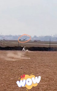 14K views · 90 reactions | 類  Does anyone know what breed this...