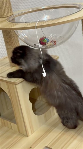 This Cat Turned The Cat House Into A Playground 😹 | Funny Cat Shorts