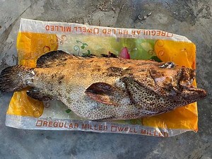 Huge Lapu-Lapu Proves Datu Blah Sinsuat town as Maguindanao Fishing Capital