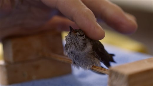 Amid the glamour of Hollywood, Terry Masear finds herself on a transformative journey as she nurtures wounded hummingbirds, unraveling a visually captivating and magical tale of love, fragility, and healing. Meet Cactus, Jimmy, Wasabi, Alexa, and Mikhail, Masear's diminutive patients, as we celebrate their small victories while lamenting their tiny tragedies. The compassion and empathy that Masear shows her Lilliputian charges serves as a lesson to us all - the delicate beauty in profound acts o