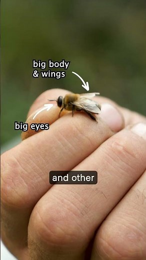 Why Female Bees Rule the Hive (And Males Have One Job)