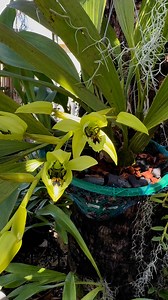 5.9K views · 477 reactions | Coelogyne Pandurata ya empezó a abrir sus primeros capullos. Tiene un rico aroma y lleva 2 varas florales más.787-506-8064 NO SE ENVÍA POR CORREO  | The Orchids Palace LLC | Facebook