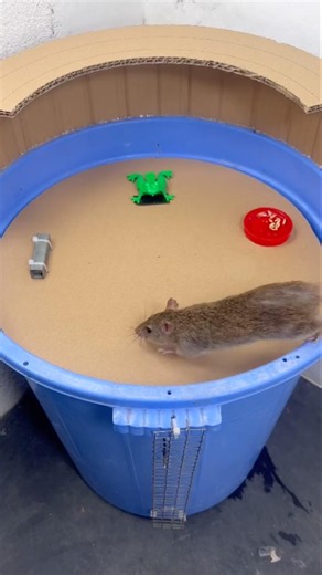 How to make a mousetrap from a plastic bucket and cardboard: extremely simple and effective. #rat