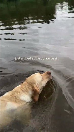 @victoriawalshh: lots of labradors here #dog #puppy