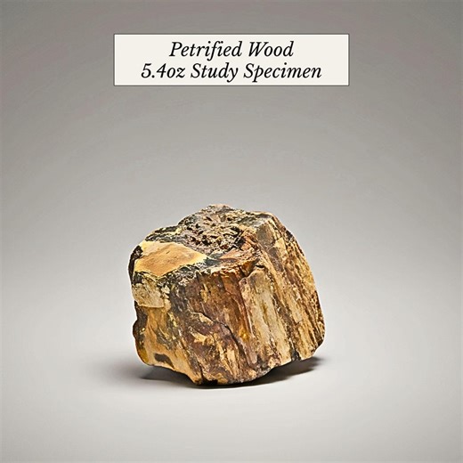 Petrified Wood Study Specimen | Small Collector Display | Office Shelf Desk Decor - Etsy