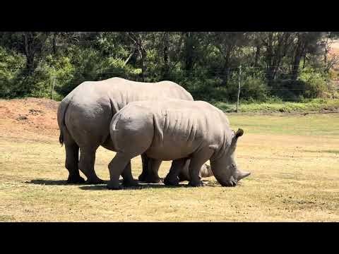 Visiting the Zoo with My Family 🐯 | Cute & Wild Moments