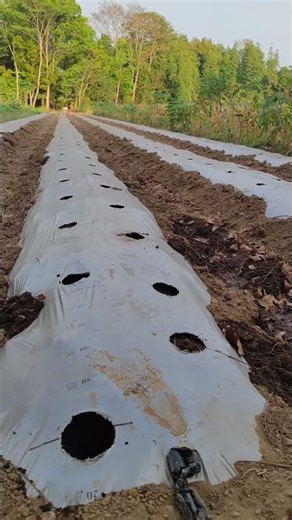 The process of drilling holes and planting plant seeds -Agriculture farming #shorts