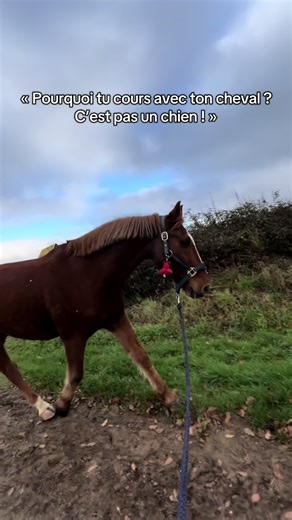 En allant courir, le cavalier libère tout le corps de son cheval 🐴 En dehors de renforcer son cardio et celui de son cavalier, le mouvement du cheval devient plus naturel et n’est plus contraint par la selle ou le poids du cavalier 🫡 remusculation, proprioception, découverte, de nouveaux chemins de balade, la course à pied, comme la balade à pied, est un indispensable pour un propriétaire ✨ de plus cela aussi permet de renforcer le lien avec son cheval ! Alors pourquoi pas vous ? 🏃‍♀️💨 ##cou