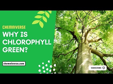 Why Is Chlorophyll Green? Explained in a minute I Chemniverse