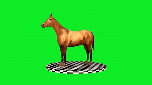 Horse, Background, White. Free Stock Video