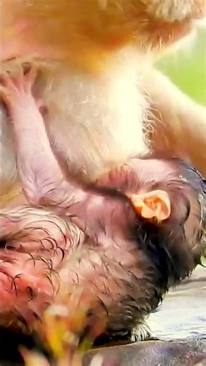 Cutest Baby Monkey Ever! Daily Life & Sweet Moments