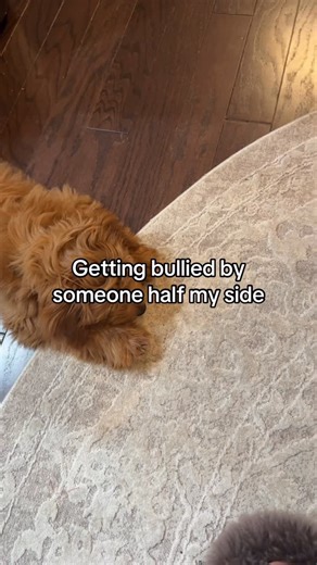 Bulleit Patrick on Instagram: "Is this what tough love looks like?? Because Bentley Bug is really leaning into the older brother role today."