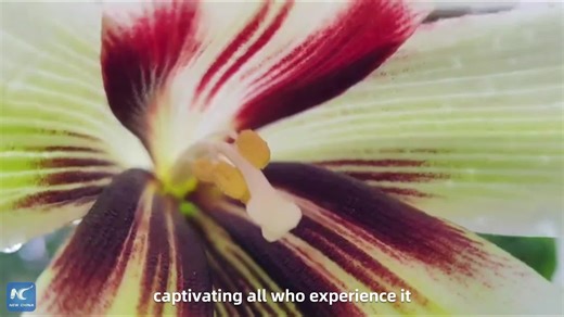 8K views · 116 reactions | A vast expanse of wild giant lilies has burst into full bloom at a forest farm in Guizhou Province, southwest China. Imagine wandering among these tall, upright plants, inhaling their enchanting scent as it drifts on the breeze -- truly a captivating experience! | China Xinhua News | Facebook