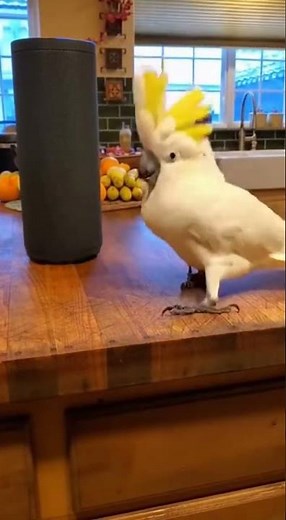Amazing Dancing White Cockatoo Steals the Show
