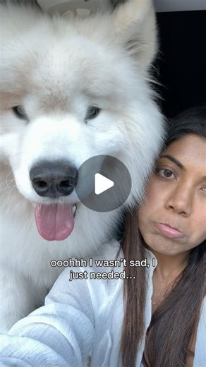 Charishma + Boomer | Explore with your dog on Instagram: "It’s been a while ✨Bobblehead Boomsie✨ #dog #samoyed #dogbackpack #happiness"