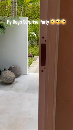 My dogs surprise party 🥹🥹🥹 | Lele Pons